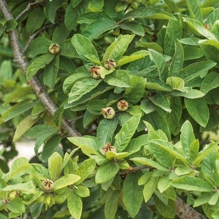 Medlar Tree 'Royal'