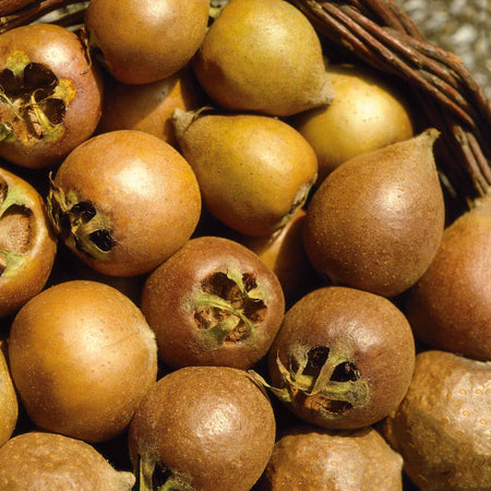 Medlar Tree 'Royal'