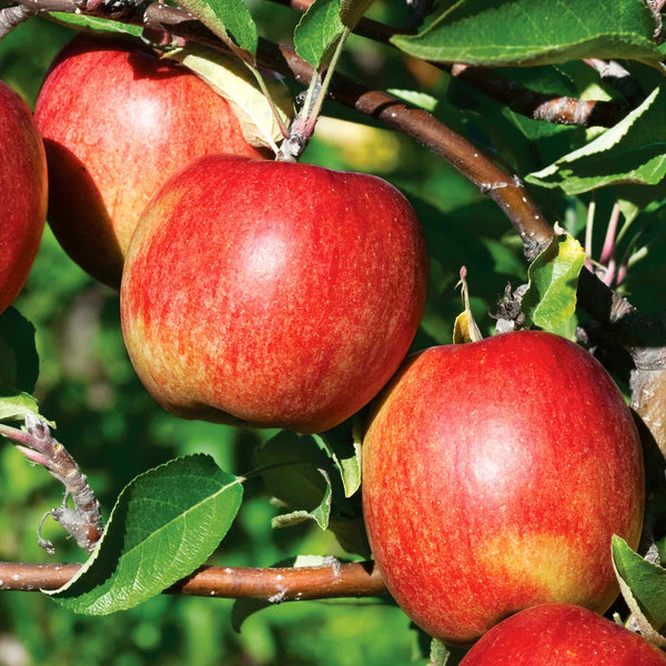 Apple Tree 'Braeburn'