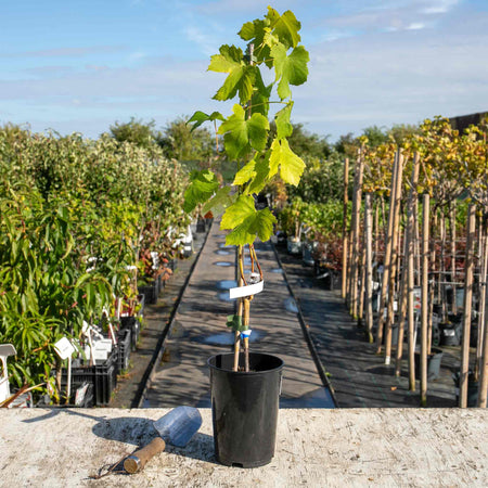 Grape Vine 'Superior Seedless'