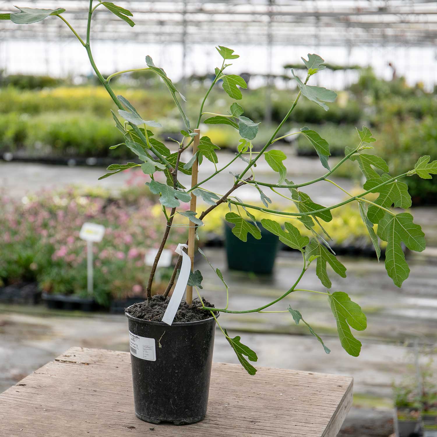 Fig Tree 'Brown Turkey' 3ltr Potted Tree Buy Fig Trees Online Fig
