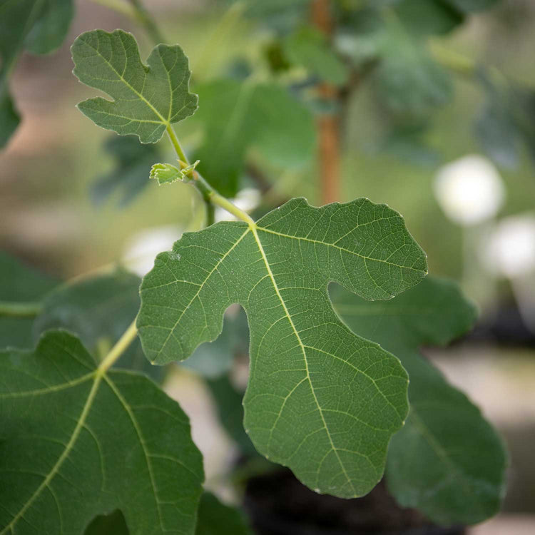 Fig Tree 'Brown Turkey'