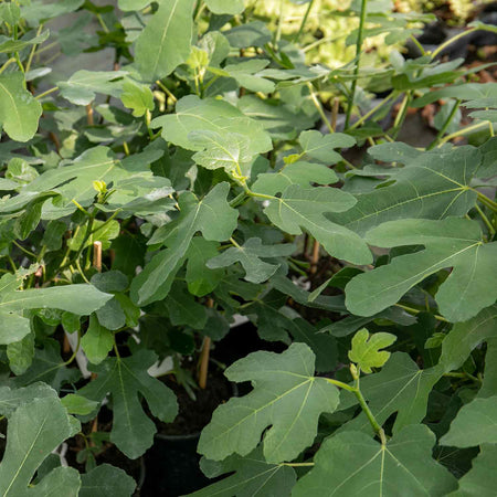 Fig Tree 'Brown Turkey'