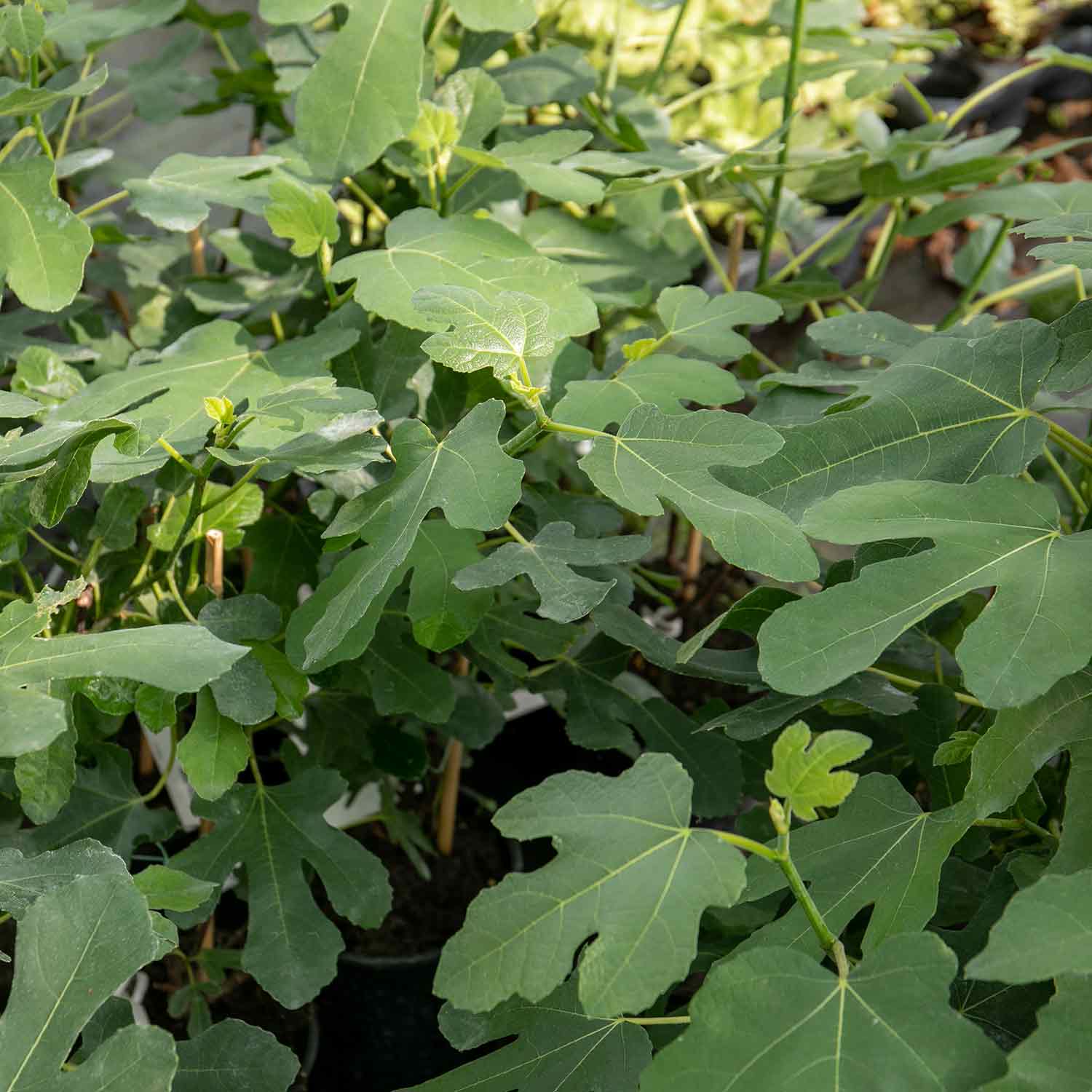 Fig Tree 'Brown Turkey' 3ltr Potted Tree Buy Fig Trees Online Fig