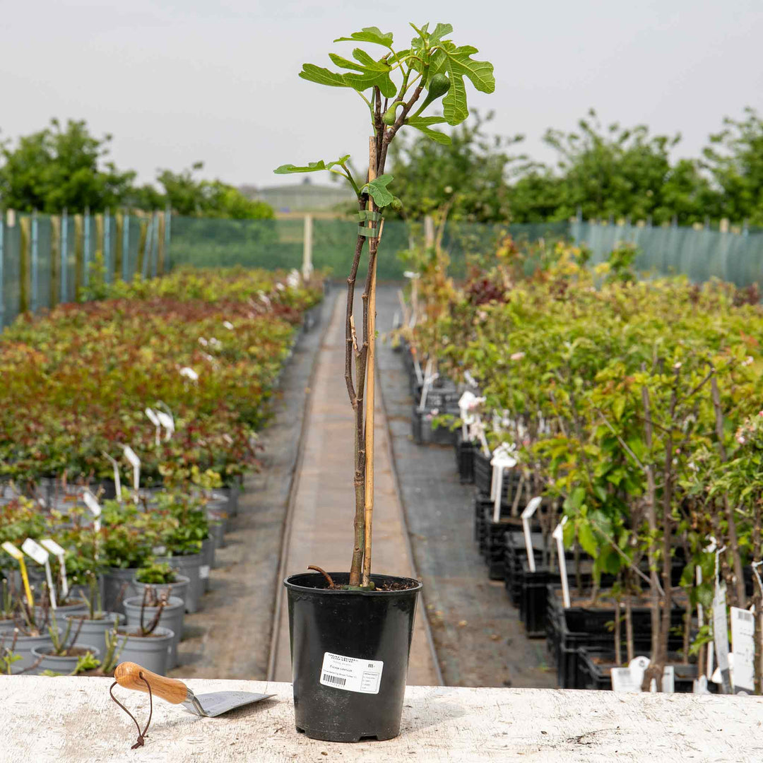 Fig Tree 'Brown Turkey' 3ltr Potted Tree Buy Fig Trees Online Fig