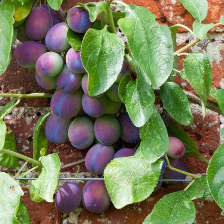Plum Tree 'Czar'