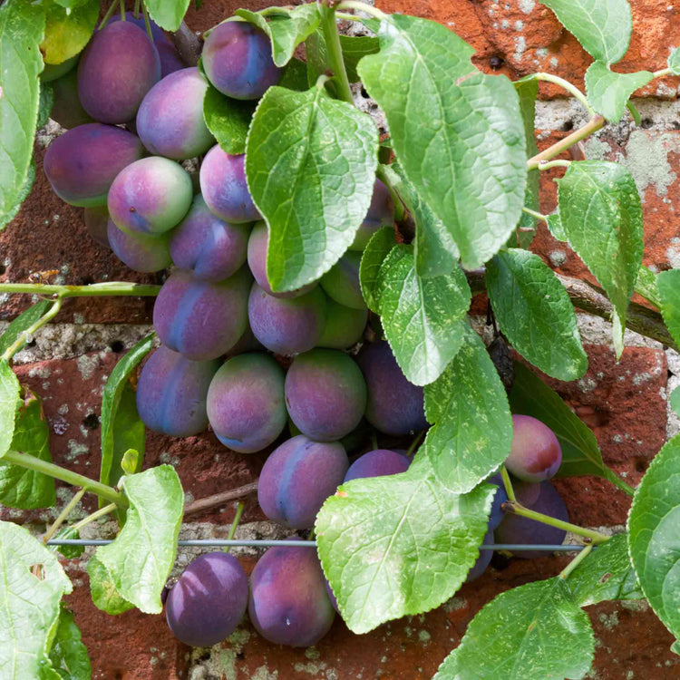 Plum Tree 'Czar'