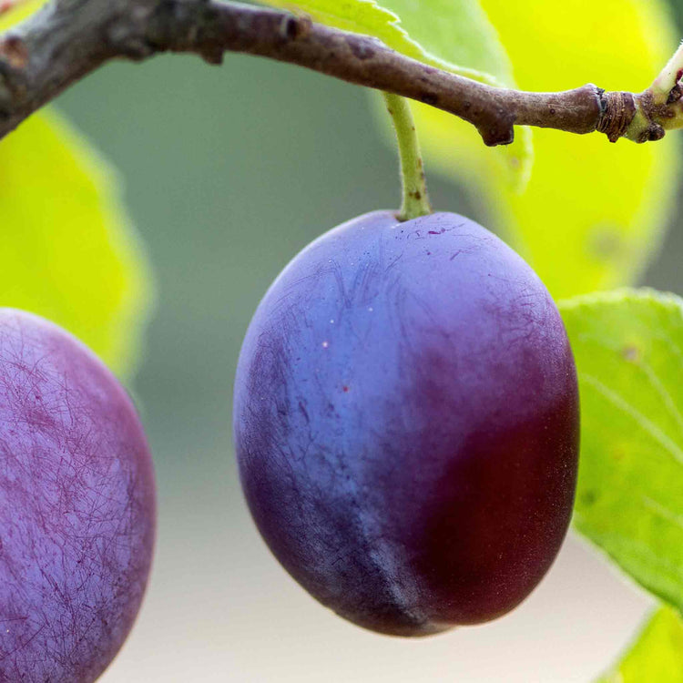 Plum Tree 'Czar'