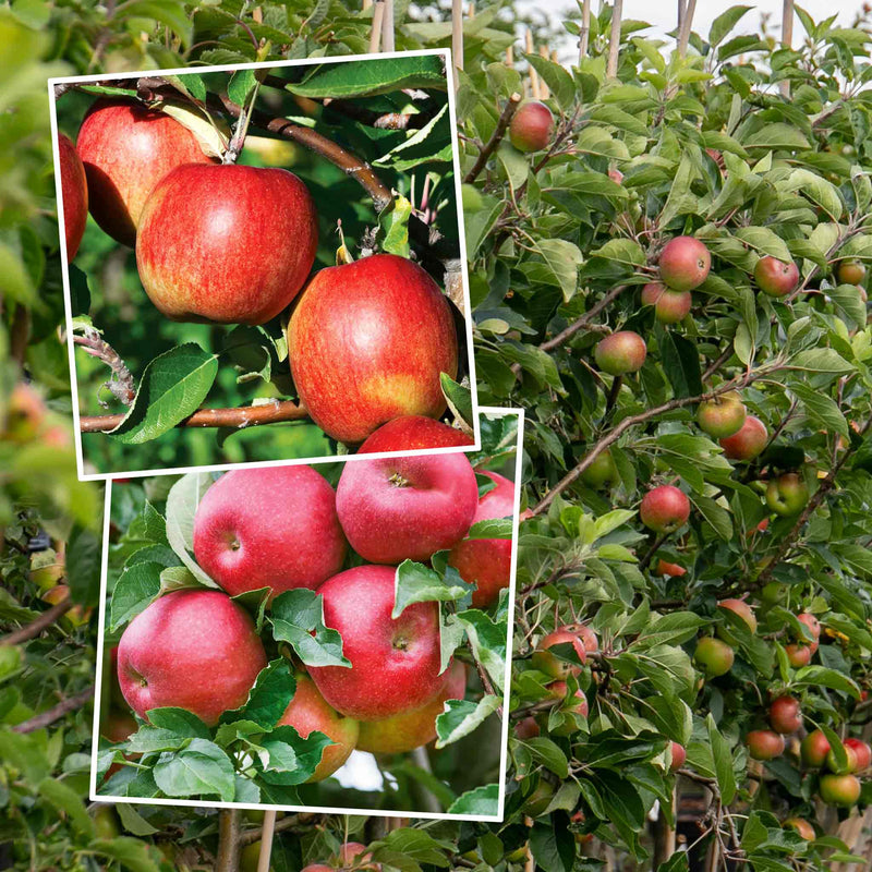 Apple Twin Tree 'Braeburn & Idared'