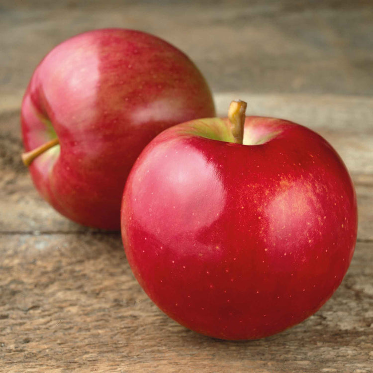 Apple Twin Tree 'Braeburn & Idared'