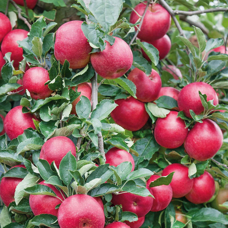 Apple Twin Tree 'Braeburn & Idared'