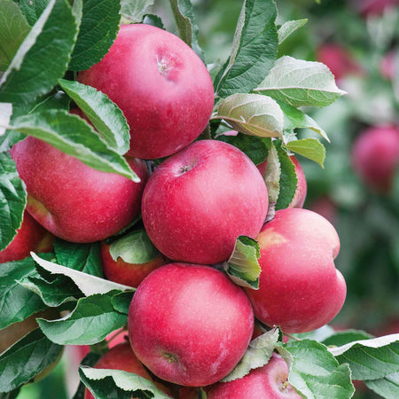 Apple Twin Tree 'Braeburn & Idared'