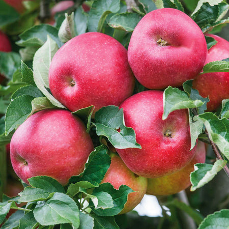 Apple Twin Tree 'Braeburn & Idared'