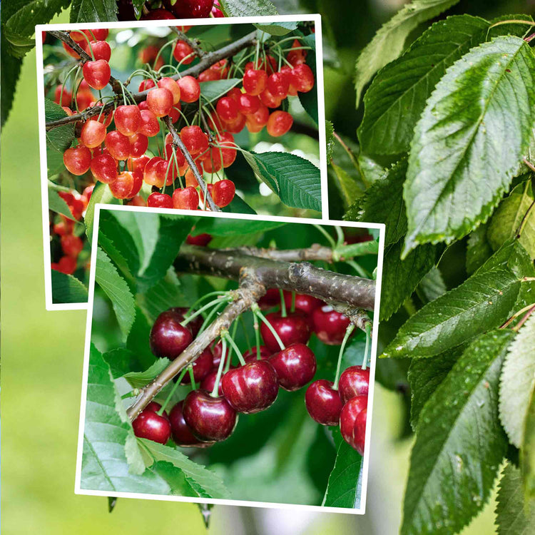 Cherry Twin Tree 'Napolean Bigarreau & Van'