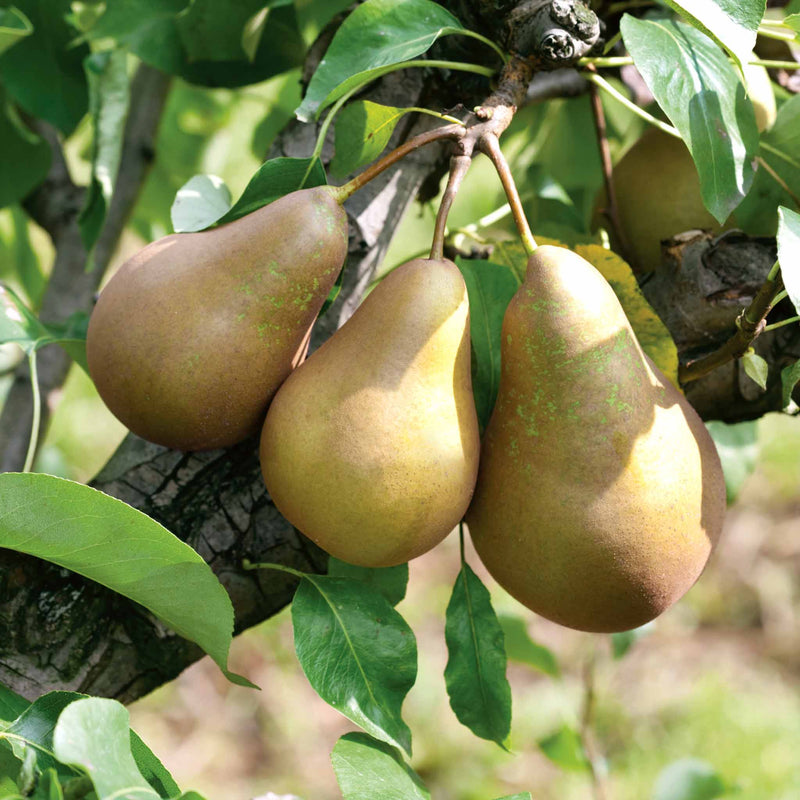 Pear Tree 'Conference'