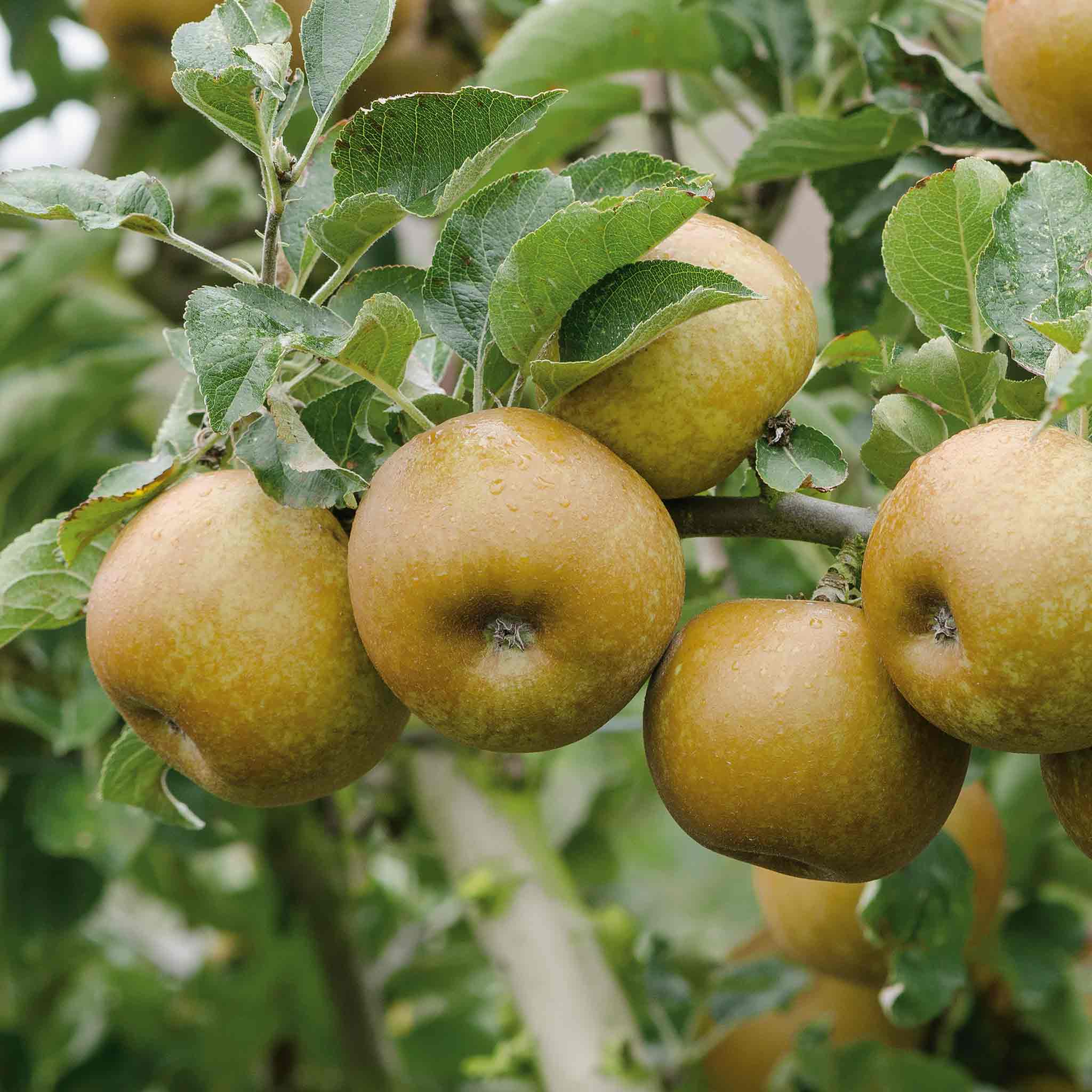 Apple Tree 'Ashmeads Kernal' | Marshalls Garden