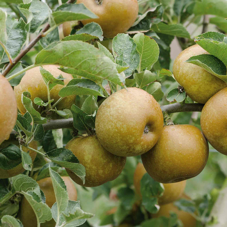Apple Tree 'Ashmeads Kernal'