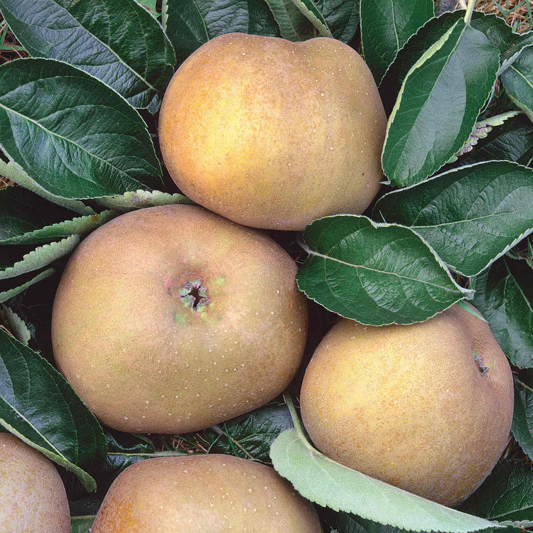 Apple Tree 'Ashmeads Kernal'