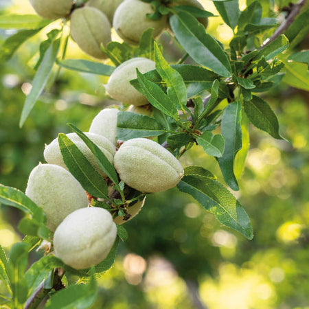 Almond Nut Tree