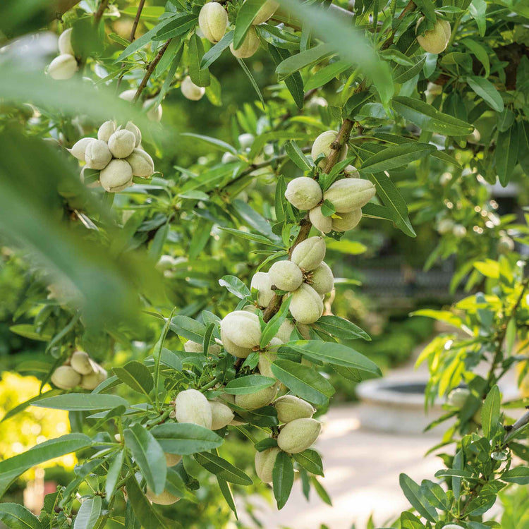Almond Nut Tree