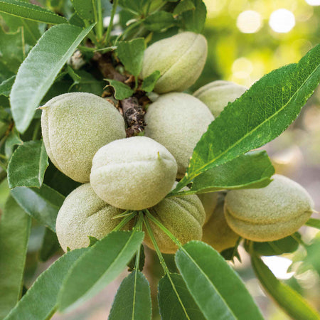 Almond Nut Tree