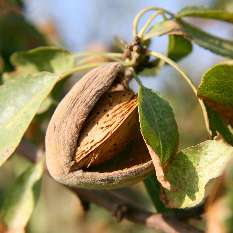 Almond Nut Tree
