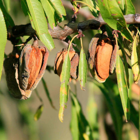 Almond Nut Tree