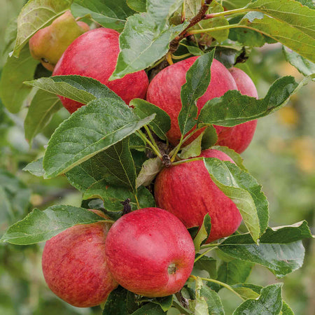 Apple Tree 'Gala'