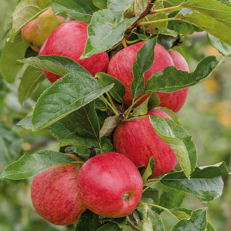 Apple Tree 'Gala'