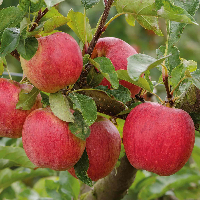 Apple Tree 'Gala'