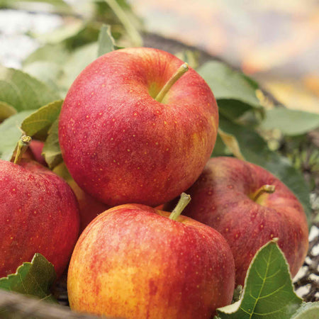 Apple Tree 'Gala'