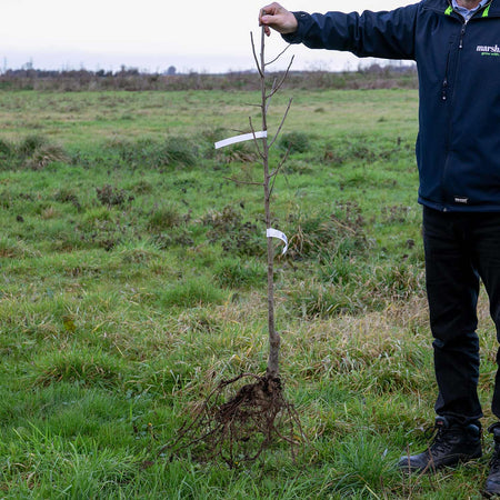 Plum Tree 'Shropshire Prune Damson'