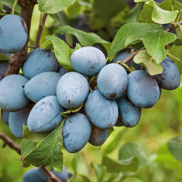 Plum Tree 'Shropshire Prune Damson'