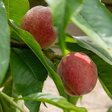 Peach Tree 'Peche de Vigne'