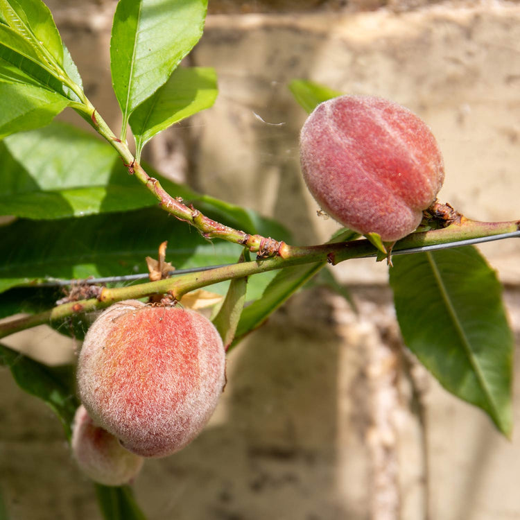 Peach Tree 'Peche de Vigne'