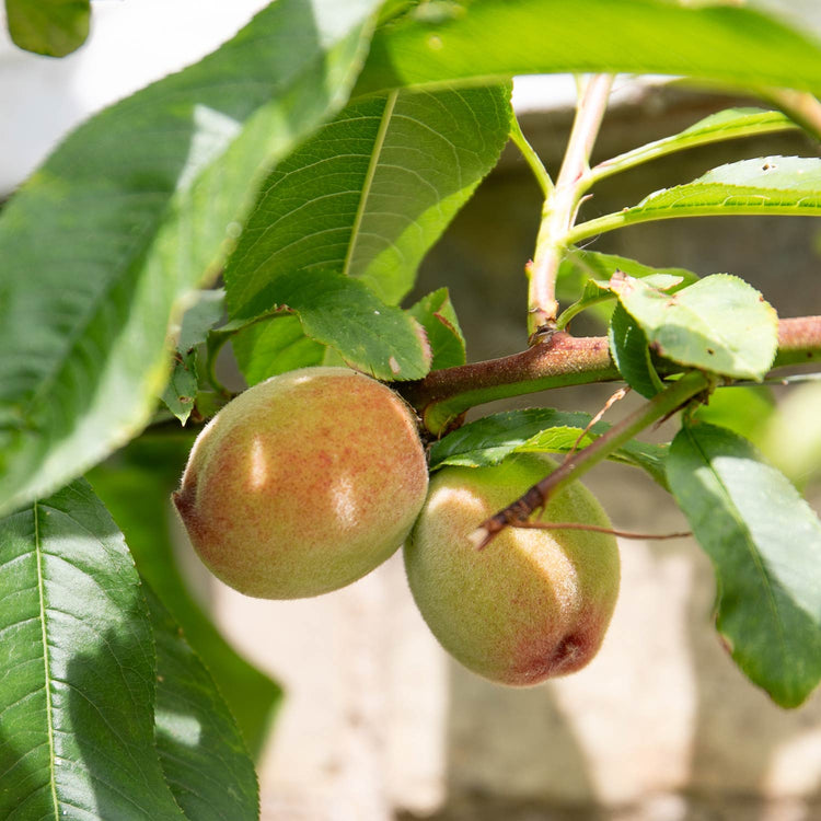 Peach Tree 'Peche de Vigne'