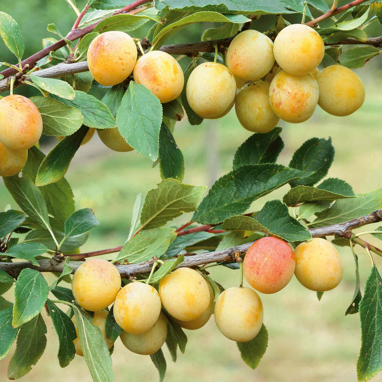 Plum Tree 'Mirabelle de Nancy'