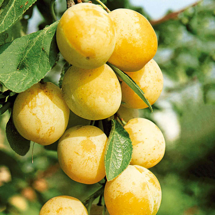 Plum Tree 'Mirabelle de Nancy'