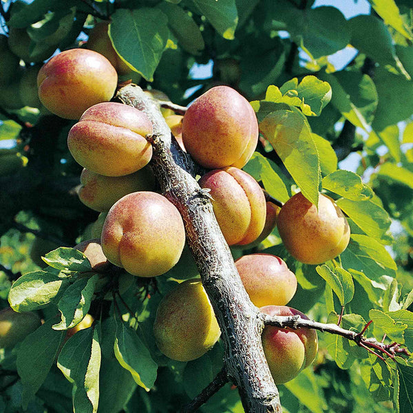 Plum Tree 'Mirabelle de Nancy'