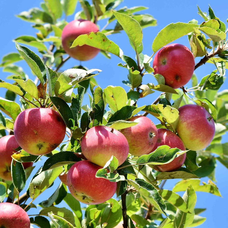Apple Tree 'Family'