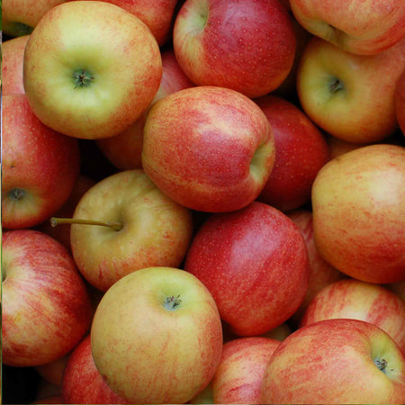 Apple Tree 'Laxton's Superb'