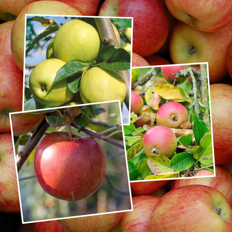 Apple Tree 'Family'