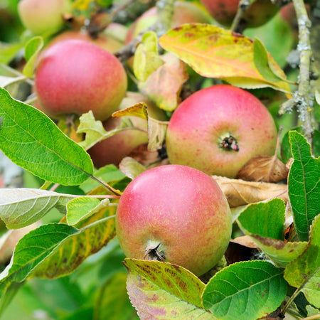 Apple Tree 'Family'