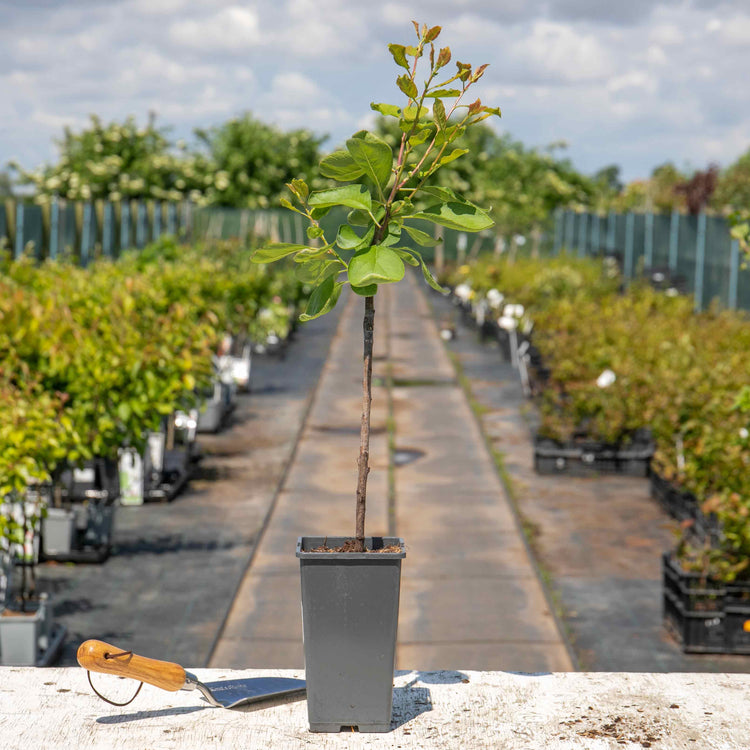 Plum Tree 'Opal'