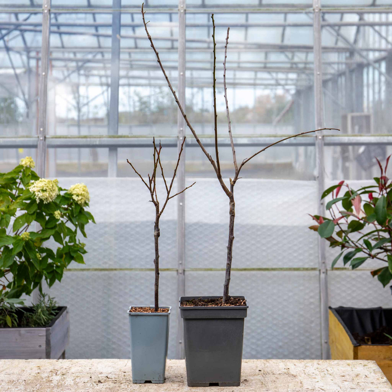 Patio Plum Tree 'Victoria' 2Ltr Tree Buy Patio Plum Trees Online