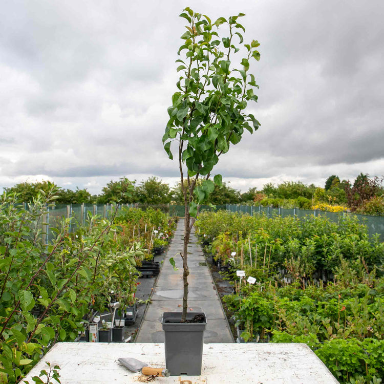 Patio Pear Tree 'Conference'