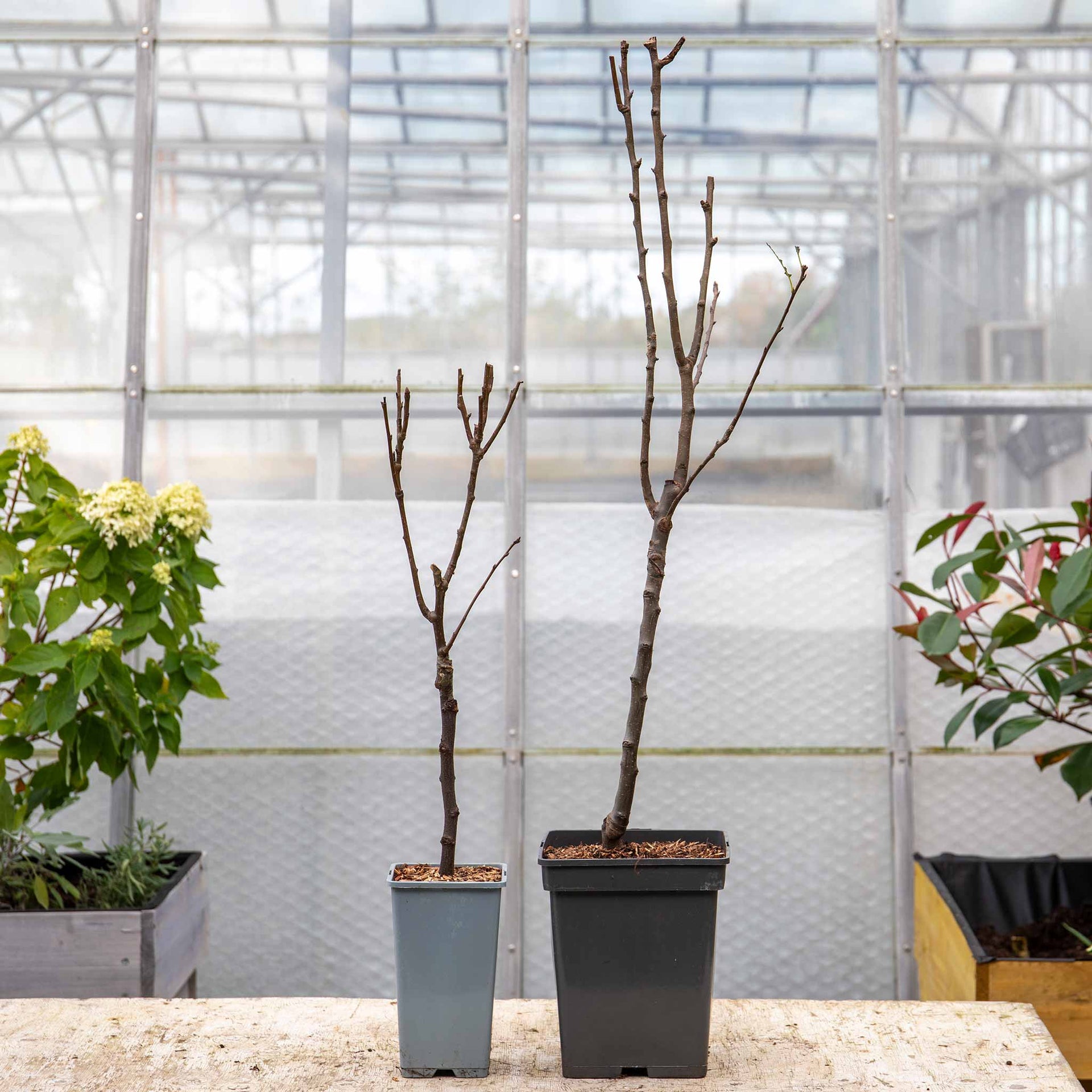 Patio Pear Tree Conference 2L Buy Patio Pear Trees Online Patio