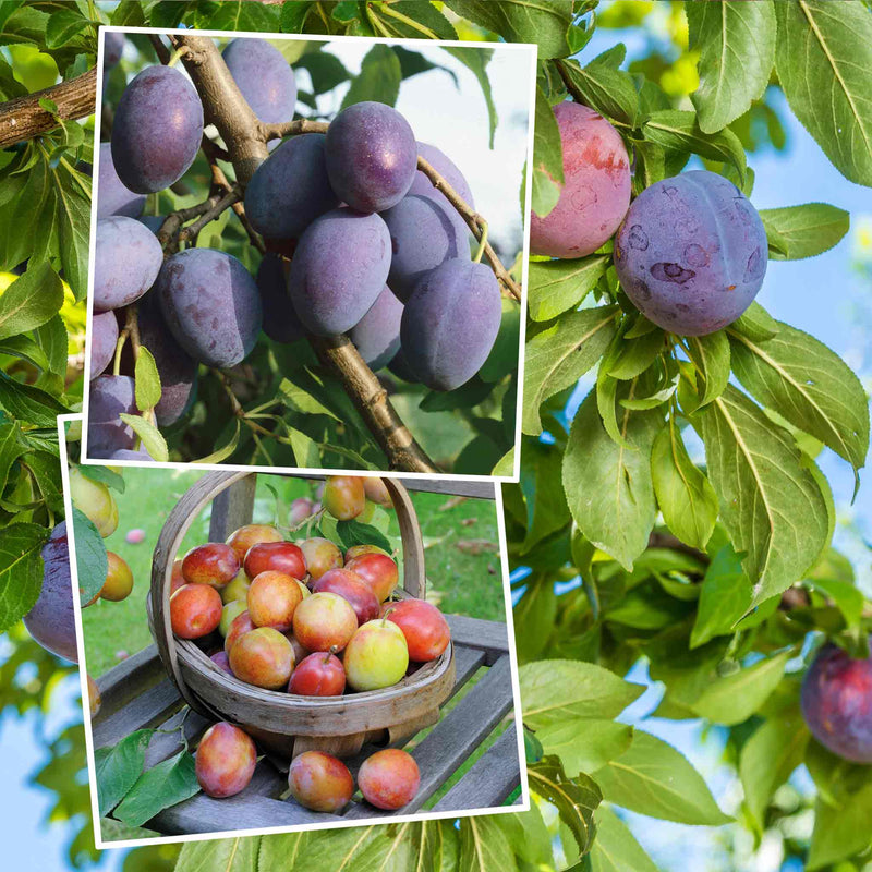 Plum Twin Tree 'Victoria & Hauwszwetsche'