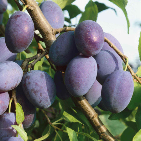 Plum Twin Tree 'Victoria & Hauwszwetsche'