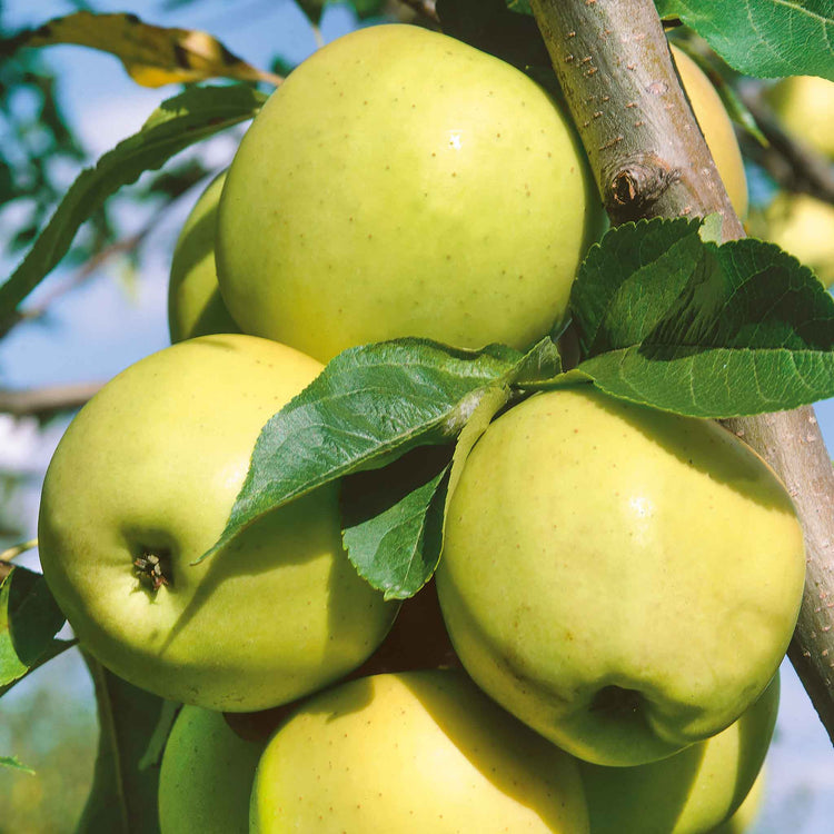Apple Tree 'Greensleeves'
